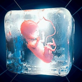 فریز جنین